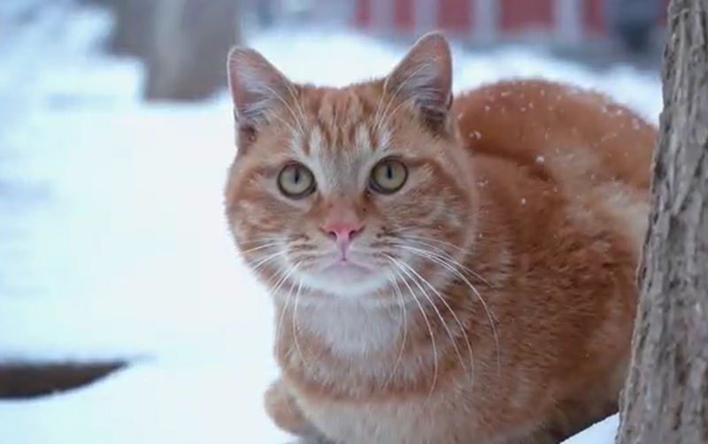 ��ѩ�������澵ͷȥ��������ʱ�ȷ�
ѧԺ����ѩ����~